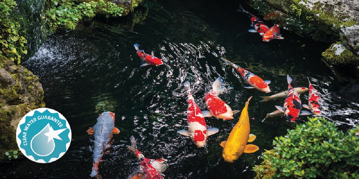 Koi Karpfen in Japan