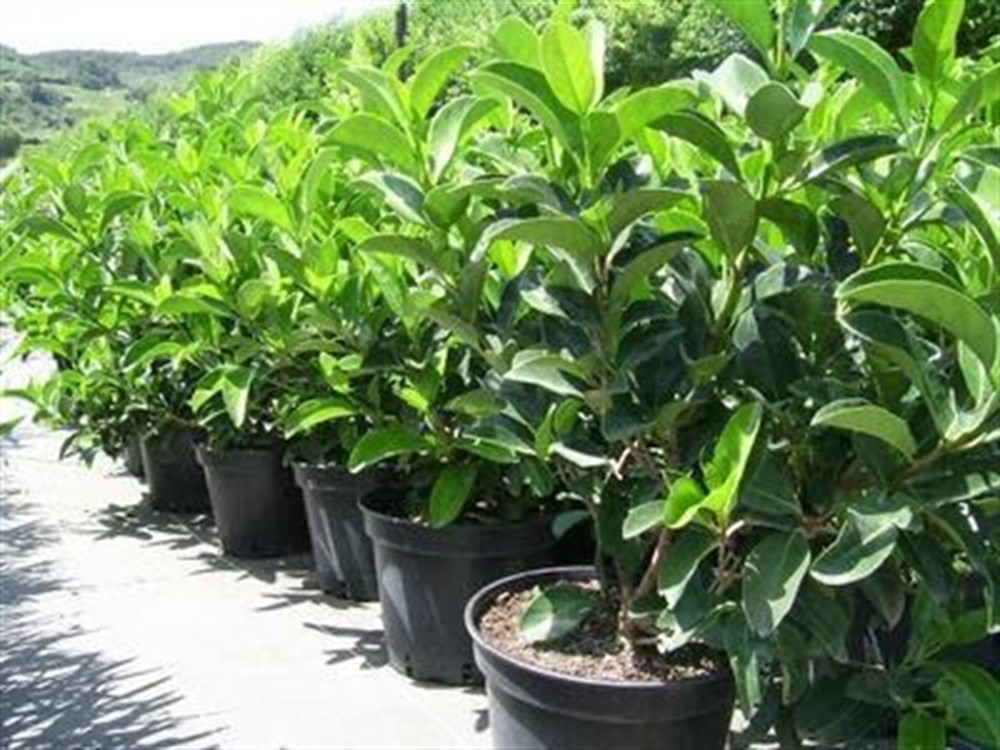 KARTOPU VIBURNUM LUCIDUM FIDANI 288f