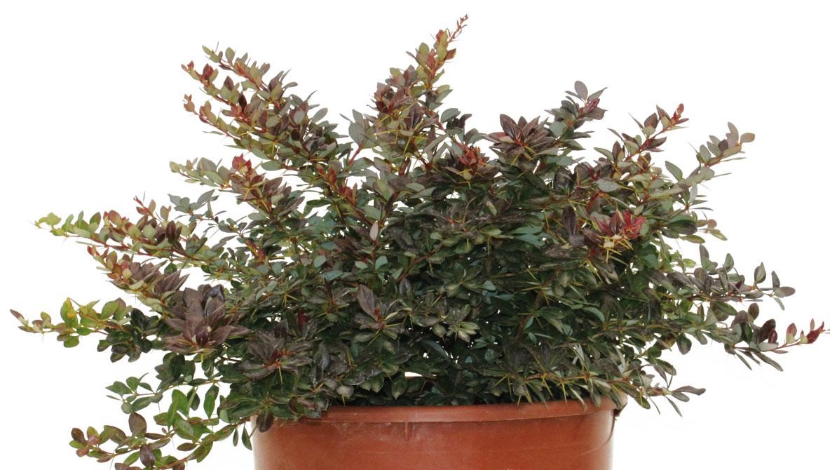 Berberis x media red jewel