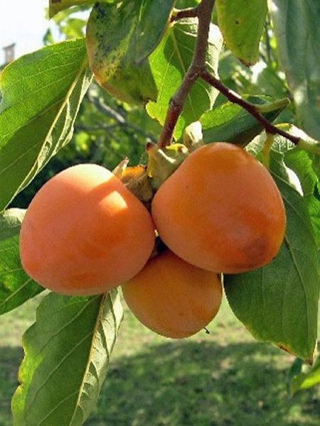 Trabzon hurmasi fidani