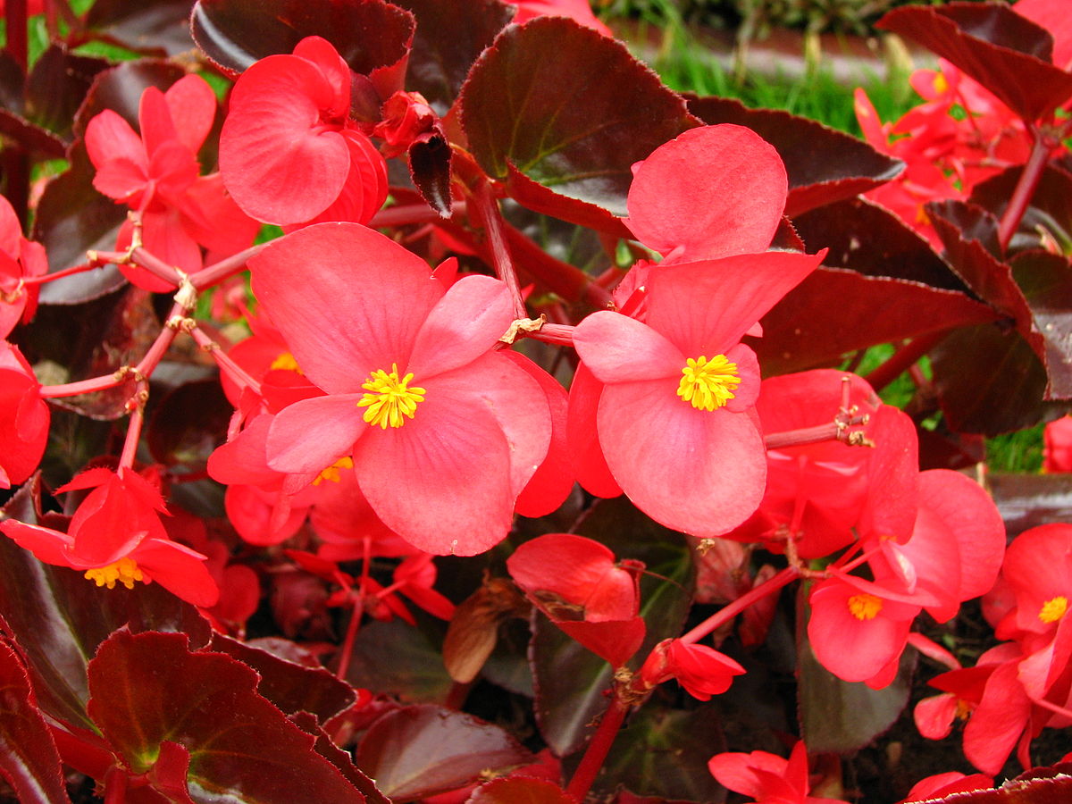 Begonia semperflorens (red)