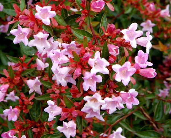 Abelia edward goucher