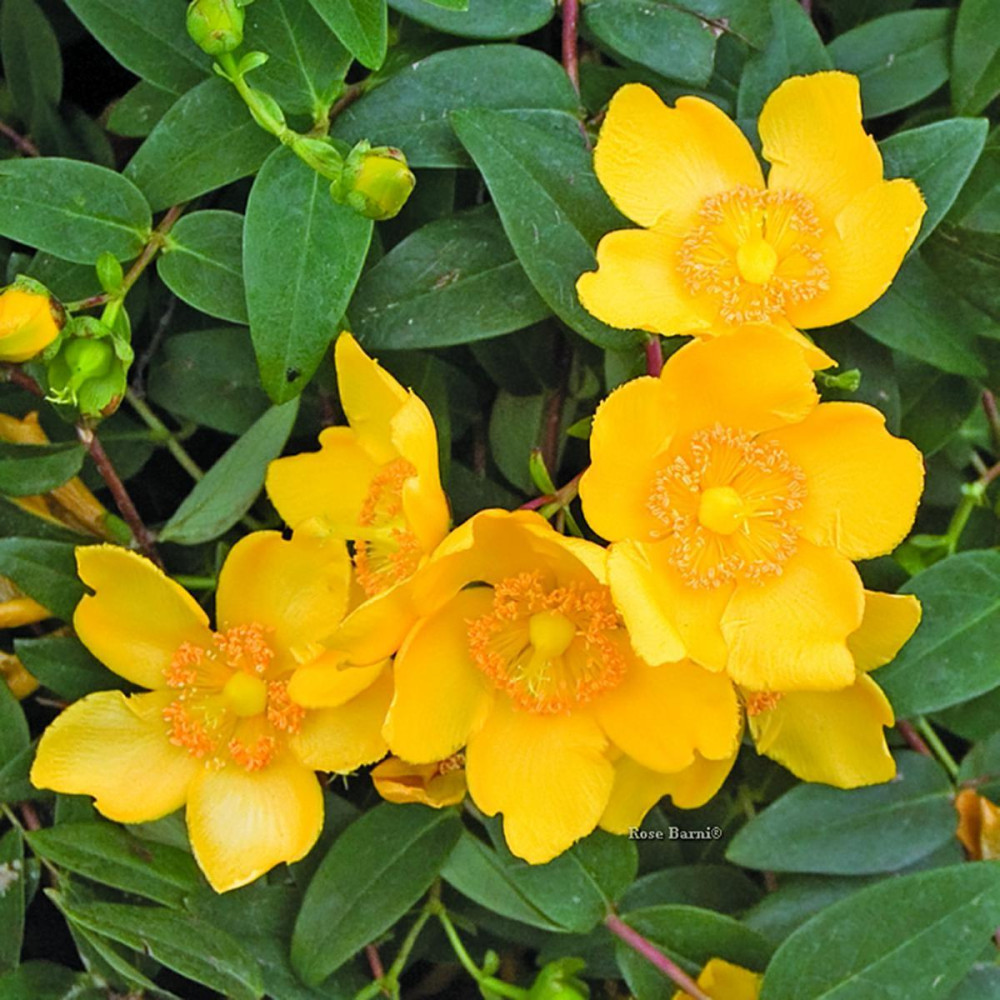 Hypericum hidcote