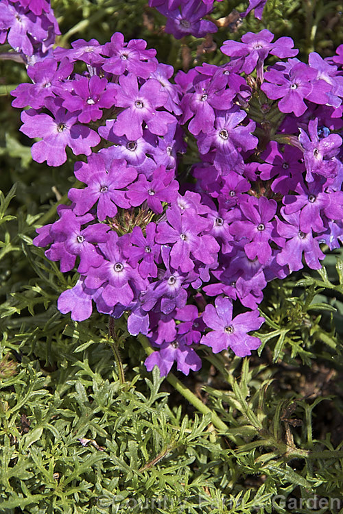 Verbena