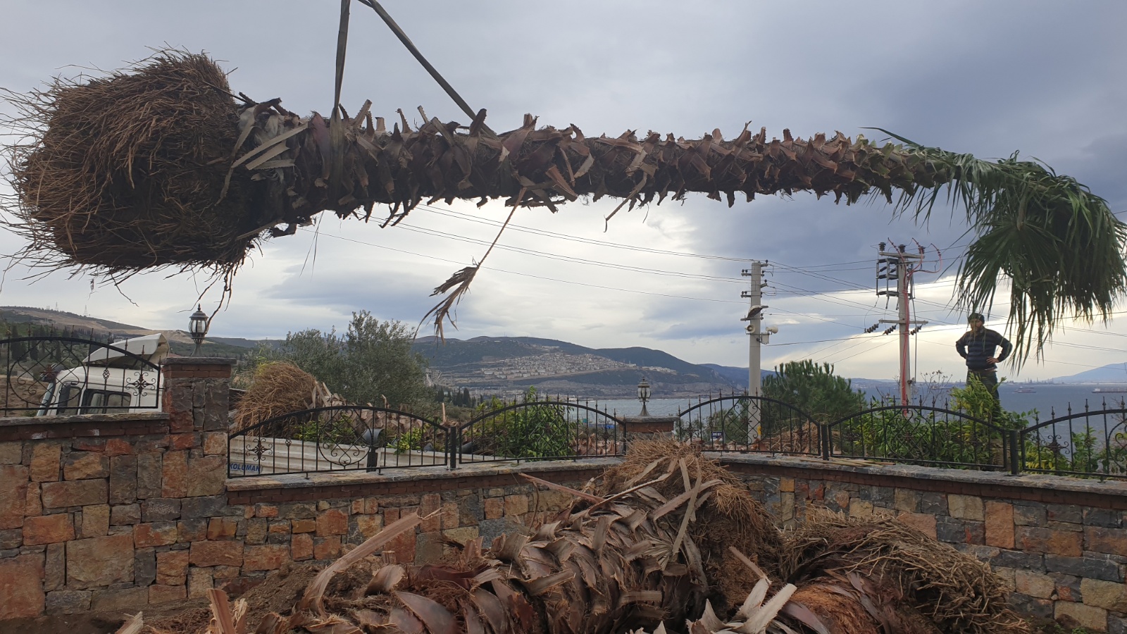 8MT PALMİYE DİKİM ÇALIŞMASI